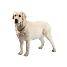 Mini Me Squeaky Breed Dog Toy: Labrador Retriever - Glad Dogs Nation | ALL Profits Donated