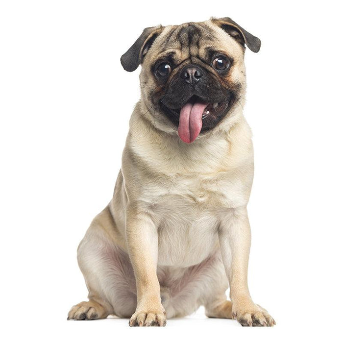 Mini Me Squeaky Breed Dog Toy: Pug