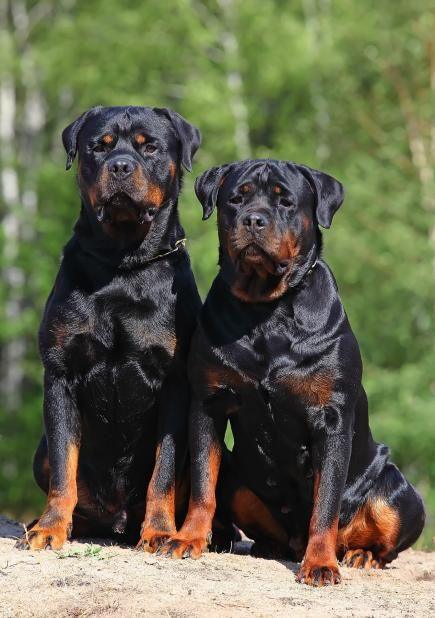 Mini Me Squeaky Breed Dog Toy: Rottweiler / Rottie - Glad Dogs Nation | ALL Profits Donated