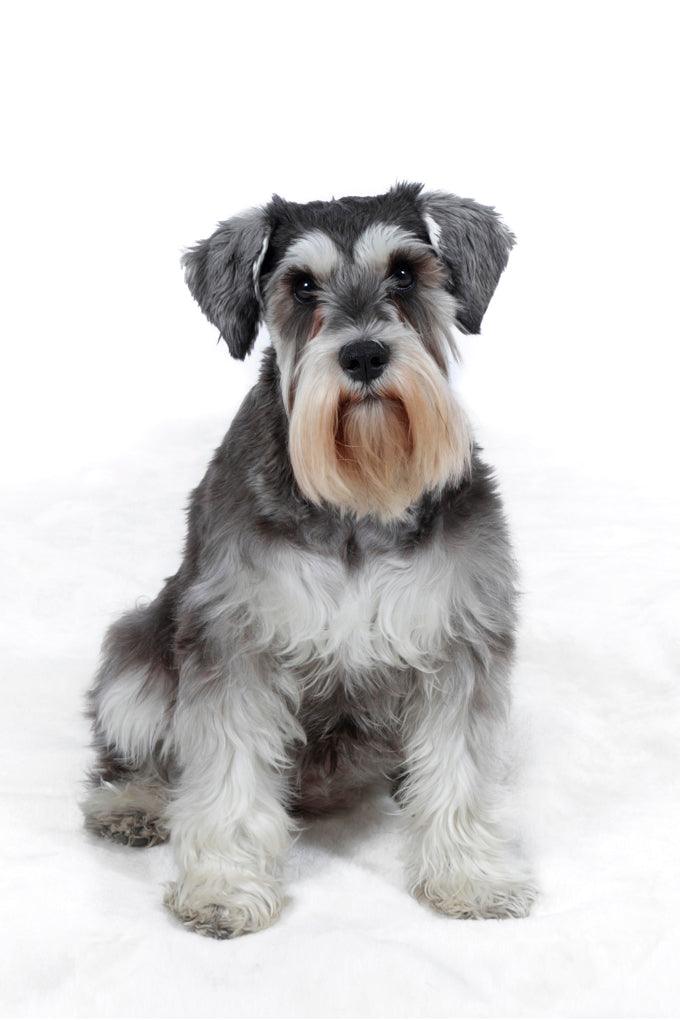Mini Me Squeaky Breed Dog Toy: Schnauzer - Glad Dogs Nation | ALL Profits Donated