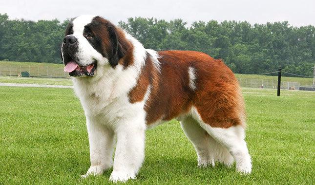 Mini Me Squeaky Breed Dog Toy: St. Bernard - Glad Dogs Nation | ALL Profits Donated