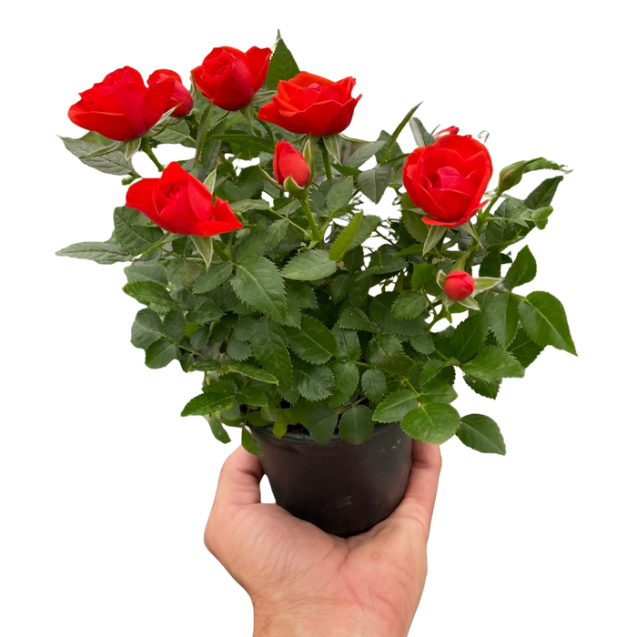 Mini rose bush in dark pot, red rose blooms and green leaves.