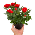 Mini rose bush in dark pot, red rose blooms and green leaves.