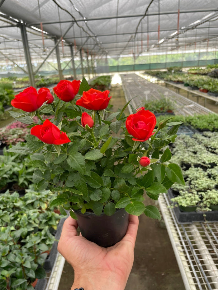 Mini rose bush with red rose blooms in dark pot, green leaves and buds.