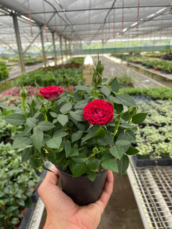 Mini rose bush in dark nursery pot with red buds, roses, and green leaves.