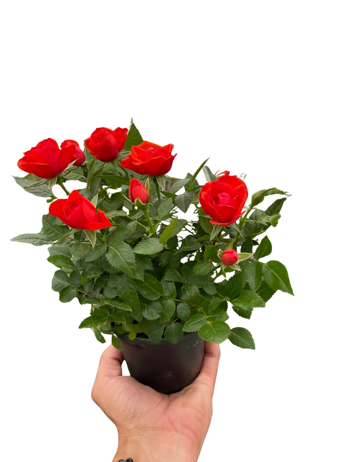 Mini rose bush with red roses in dark pot held in hand.
