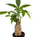 Money tree Pachira stump in dark pot with green leaves and textured brown trunk