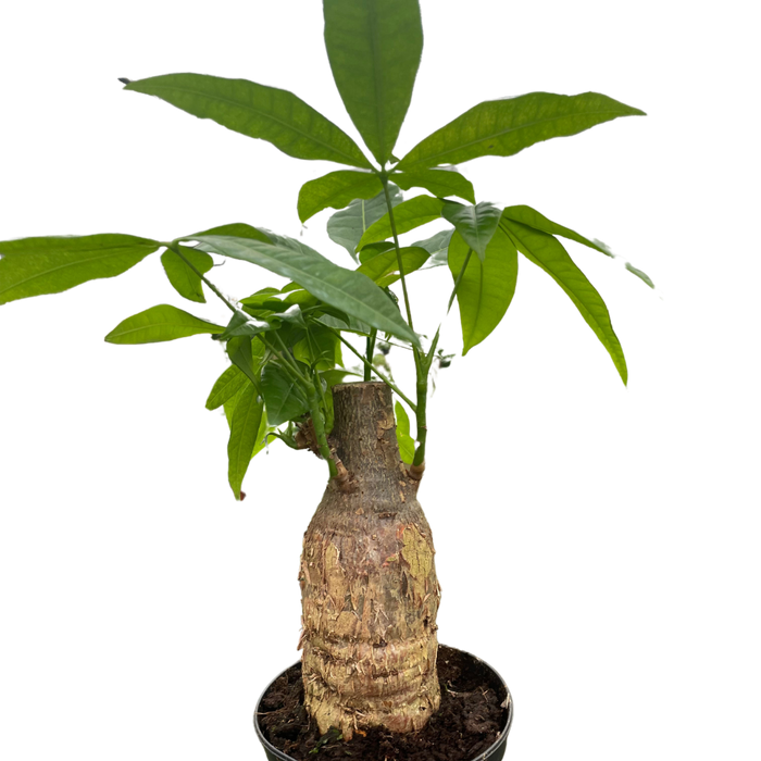 Money tree Pachira stump in dark pot with green leaves and textured brown trunk