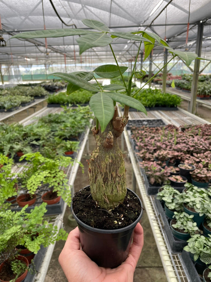 Money tree Pachira stump plant in dark pot, held by hand, with green leaves