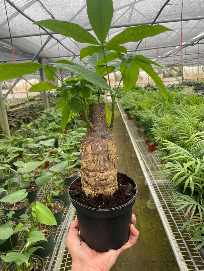 Money tree Pachira stump in dark pot with green leaves and braided brown trunk