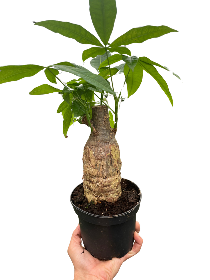 Money tree Pachira stump in dark pot with green leaves, held by hand