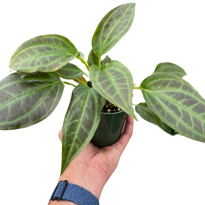Monolena Primuliflora plant in dark pot, veined green leaves held in hand