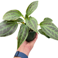 Monolena Primuliflora plant in dark pot, veined green leaves held in hand