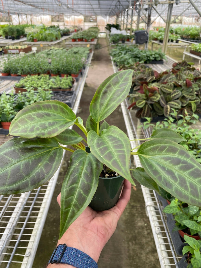 Monolena Primuliflora plant in dark pot, veined green leaves, hand-held