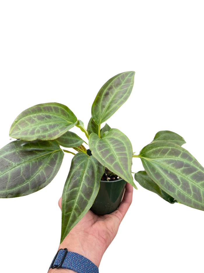 Monolena Primuliflora plant in dark pot, broad veined green leaves, hand-held