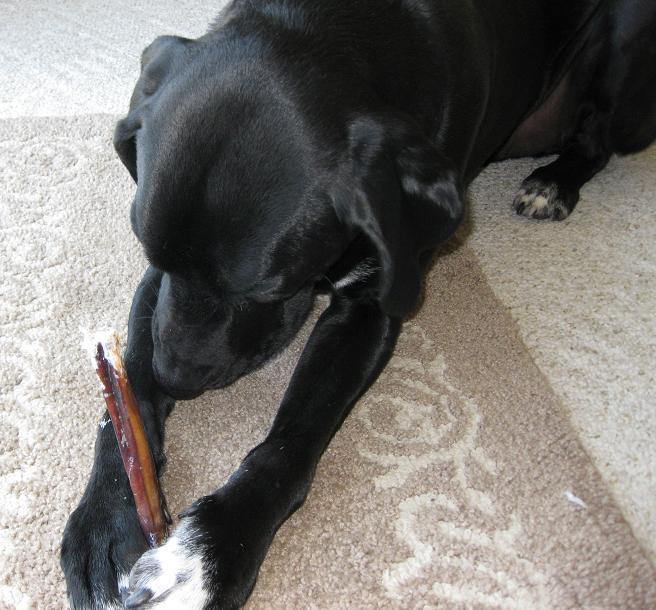 Natural Cravings 12" Beef Bully Sticks Dog Chews: Standard - Glad Dogs Nation | ALL Profits Donated