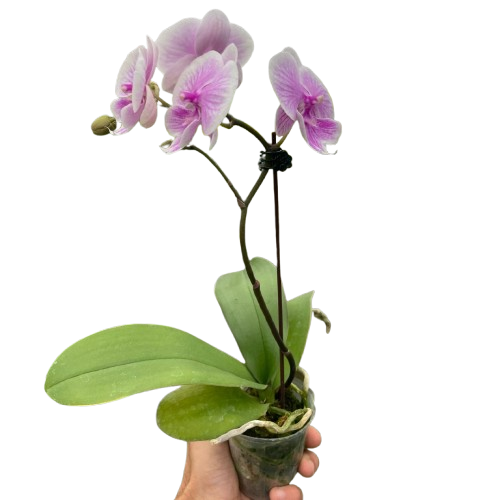 Single-spike light pink Phalaenopsis orchid in small pot, held by hand