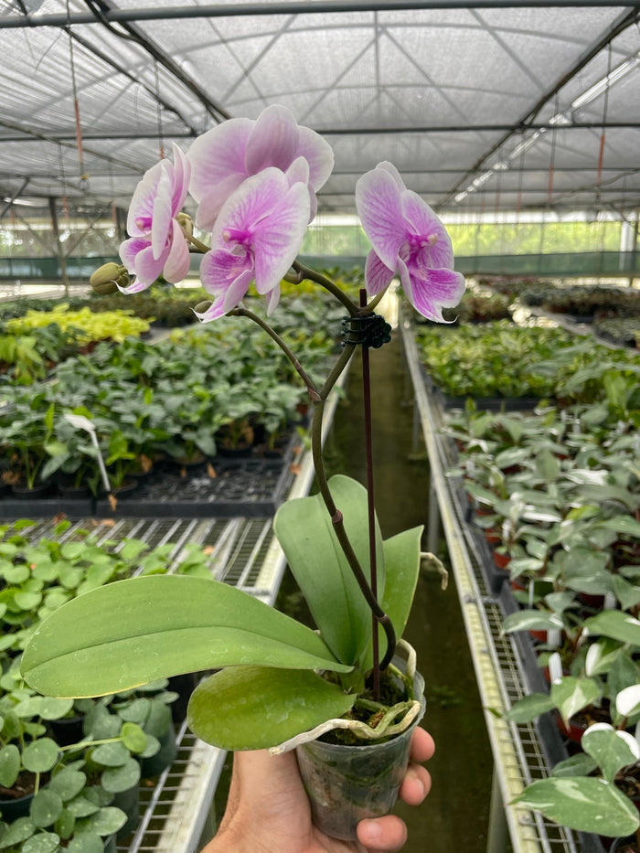 Light pink Phalaenopsis orchid with two blooms and green leaves in small pot