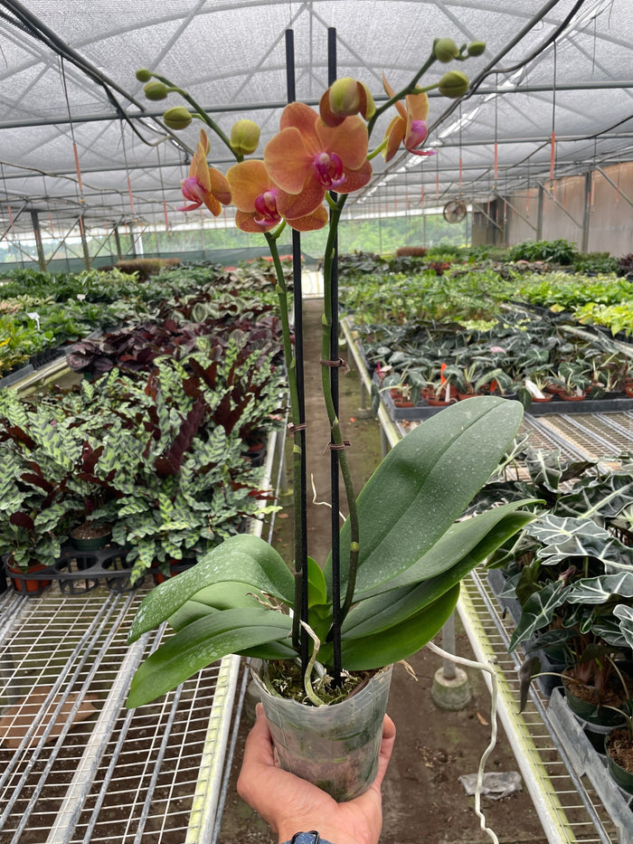 Potted orange moth orchid with pink-centered flowers and broad green leaves
