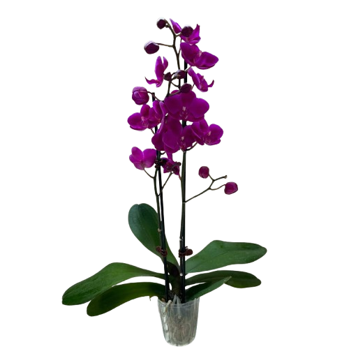 Purple phalaenopsis orchid with double spikes, purple flowers, green leaves, clear pot