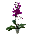 Purple phalaenopsis orchid with double spikes, purple flowers, green leaves, clear pot