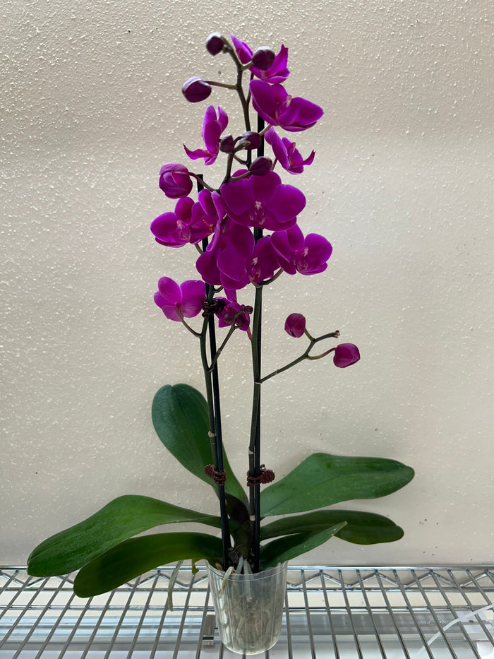Purple phalaenopsis orchid in clear pot, tall stems with clusters of purple blooms