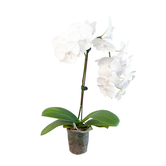 White phalaenopsis orchid in clear pot with tall stems and white blossoms