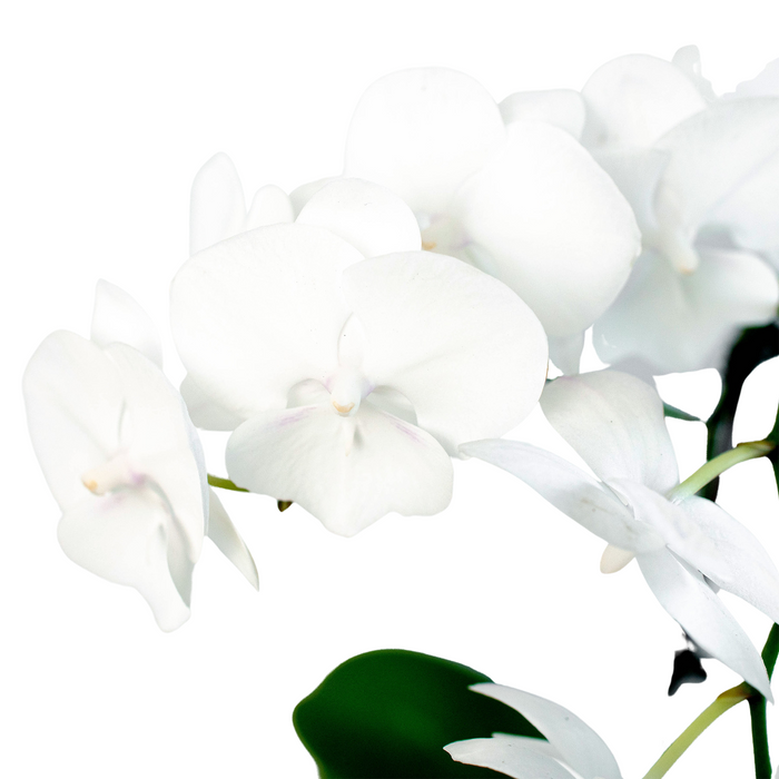 White phalaenopsis orchid blossoms on green stems