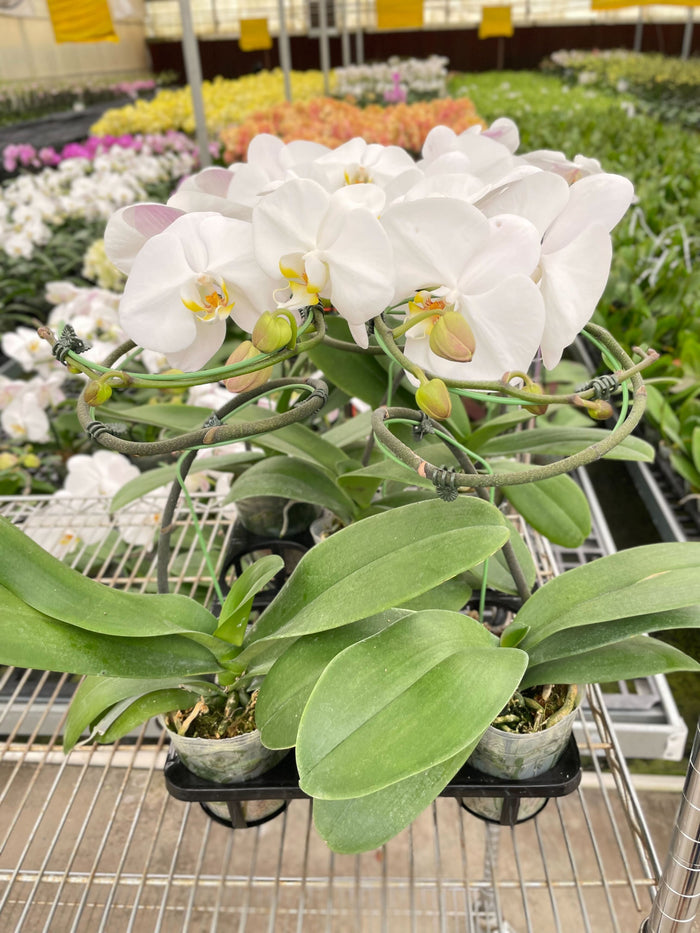White phalaenopsis orchid in black pot with wide green leaves and white blooms