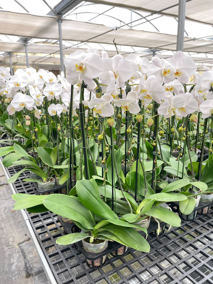 White phalaenopsis orchid plant with white blossoms and long green leaves in pot