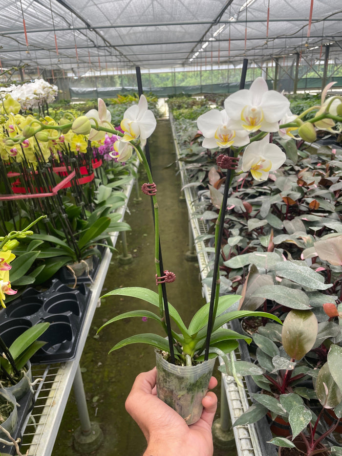 White phalaenopsis orchid in small pot with tall white flower spike and green leaves