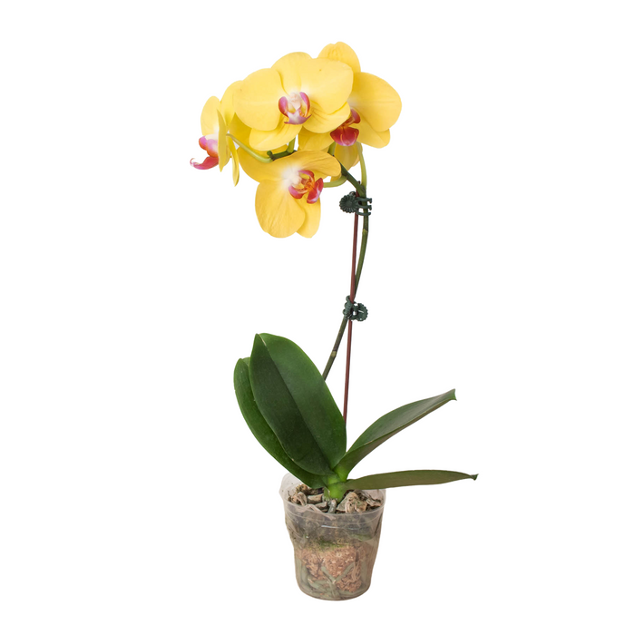 Yellow Phalaenopsis orchid with three blossoms and green leaves in a small pot