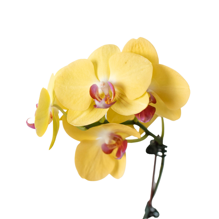 Yellow Phalaenopsis orchid spray with large blooms and magenta centers in a pot