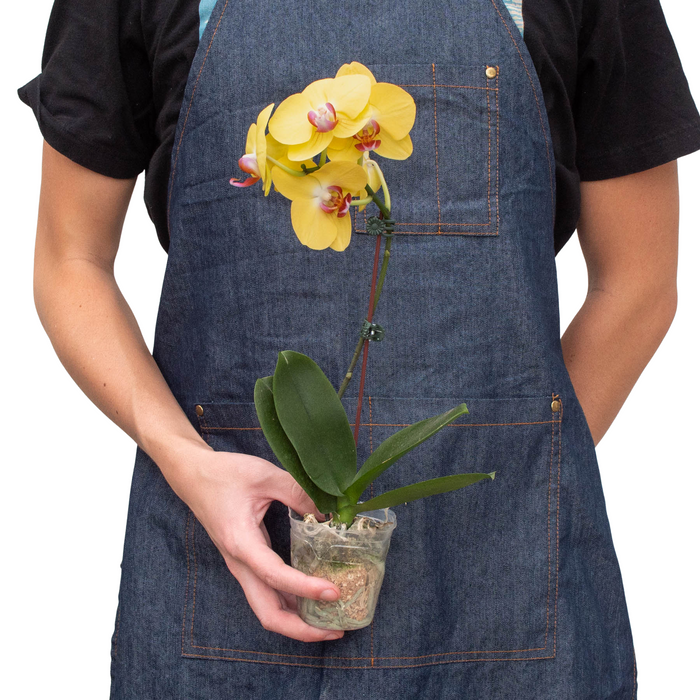 Yellow Phalaenopsis orchid with blooms, held in a clear pot while wearing a denim apron
