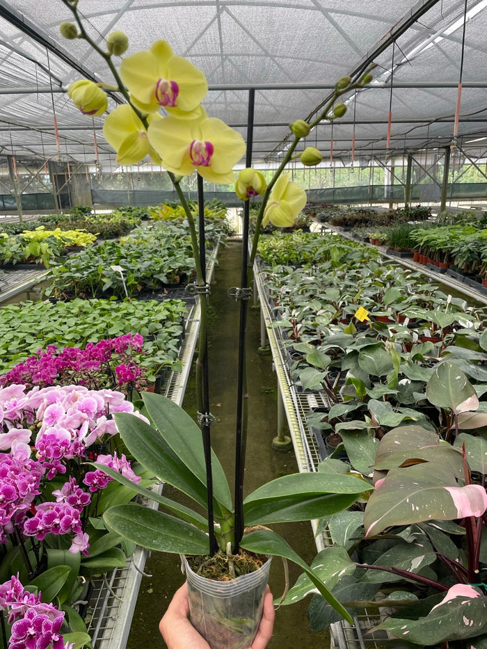 Hand holding a potted yellow Phalaenopsis orchid among plants in a greenhouse