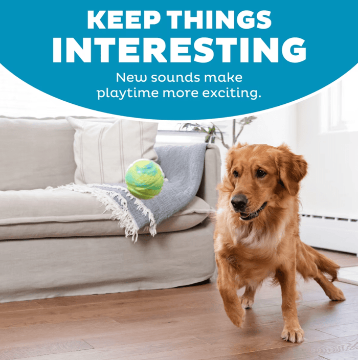 Outward Hound Grunt N Punt Squeaky Tennis Ball Dog Toy 3.5" - Glad Dogs Nation | ALL Profits Donated