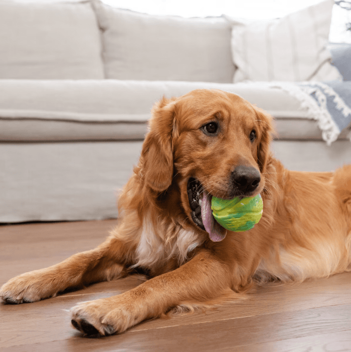 Outward Hound Grunt N Punt Squeaky Tennis Ball Dog Toy 3.5" - Glad Dogs Nation | ALL Profits Donated