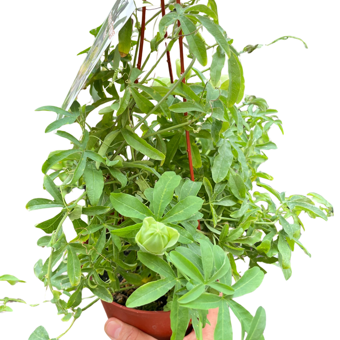 Passion flower vine in terracotta pot with lush green leaves and twisting stems