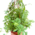 Passion flower vine in terracotta pot with lush green leaves and twisting stems