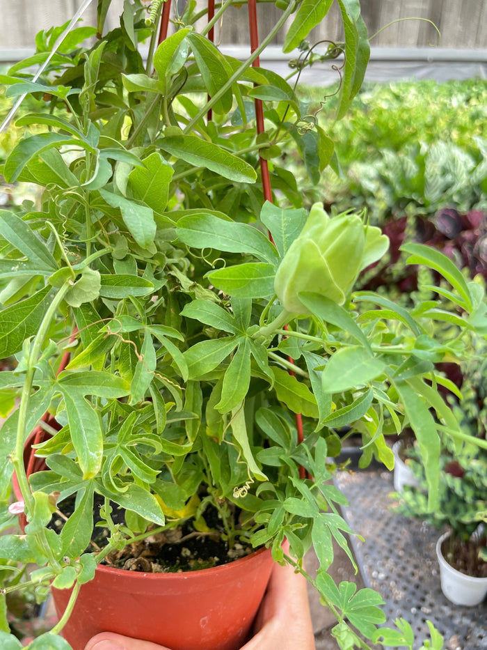 Passion flower vine with dense green foliage in terracotta container