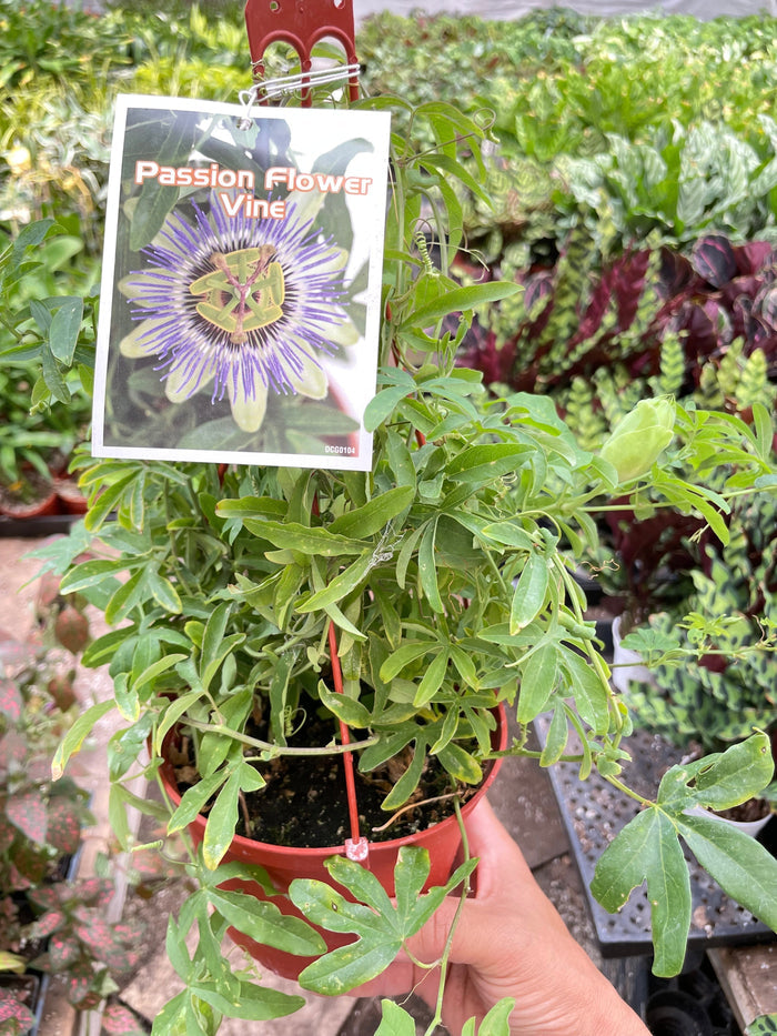 Passion flower vine in terracotta pot with hanging plant label and green leaves