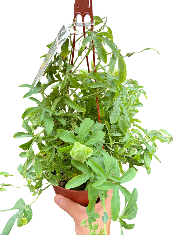 Passion flower vine in terracotta pot held in hands, long green tendrils and leaves