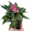 Potted plant with pink flower clusters, broad green leaves, held in a hand