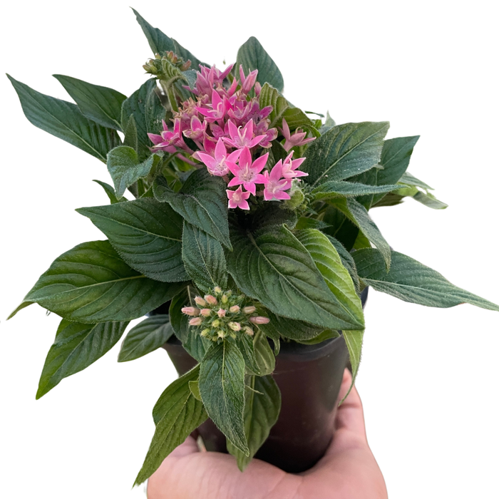 Potted plant with pink flower clusters, broad green leaves, held in a hand