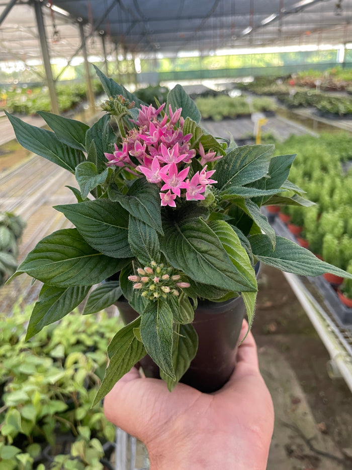 Hand holding a potted plant with pink flower clusters and textured green leaves