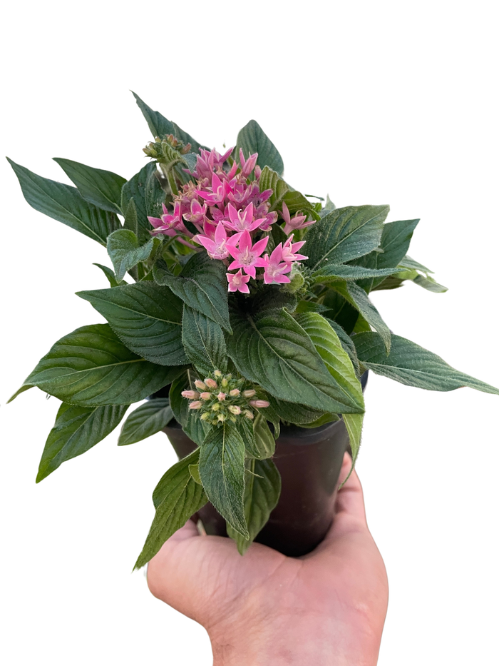 Potted plant with pink blossoms and wide green leaves, held in hand
