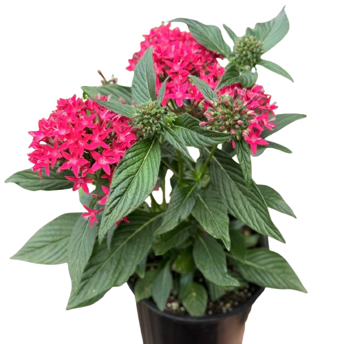 Red pentas plant with clusters of bright pink star flowers and green leaves in black pot