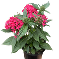 Red pentas plant with clusters of bright pink star flowers and green leaves in black pot