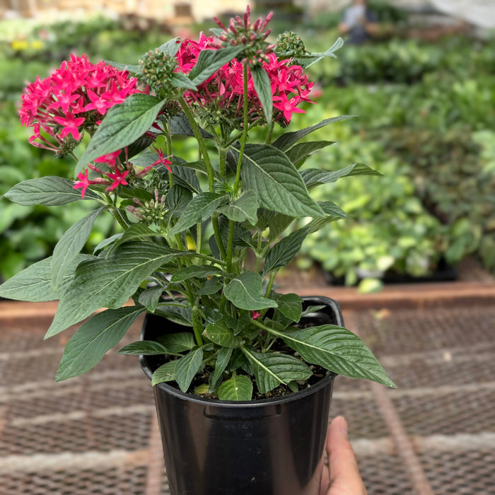 Potted red pentas plant with bright pink star-shaped flower clusters and green leaves