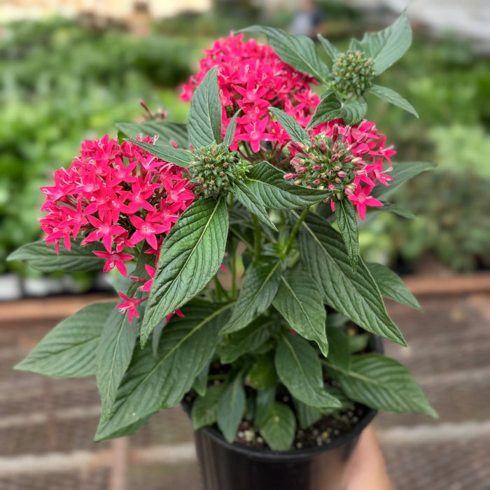 Potted red pentas plant with pink star flowers and broad green leaves in black pot